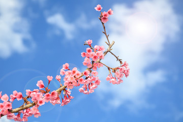 Prunus cerasoides flower in Chiangmai, Thailand