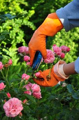 Fototapeta premium gardening