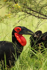 Ground Hornbill