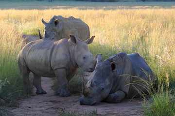 Rhino Family