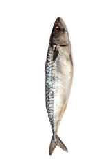 Fresh Mackerel fish isolated on white