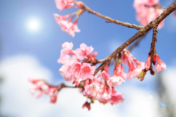 Prunus cerasoides flower in Chiangmai, Thailand