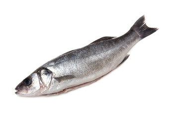 Sea bass fish isolated on a white studio background.