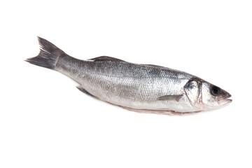 Sea bass fish isolated on a white studio background.
