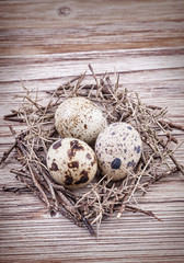 Obraz premium Quail eggs in nest