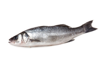 Obraz premium Sea bass fish isolated on a white studio background.