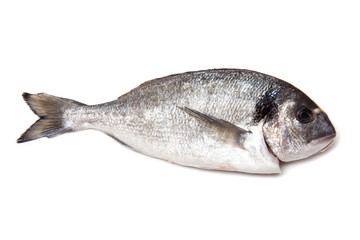 Sea Bream or Dorado fish isolated on a white studio background.