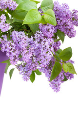 Bouquet of lilac flower
