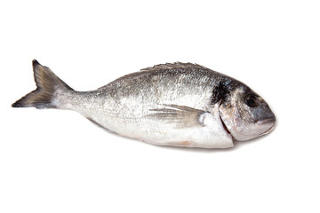 Sea Bream or Dorado fish isolated on a white studio background.