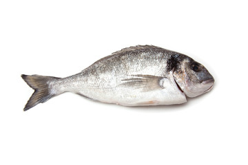 Obraz premium Sea Bream or Dorado fish isolated on a white studio background.