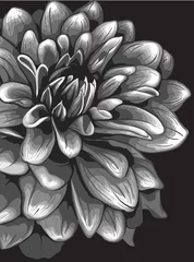 Stickers meubles Fleurs noir et blanc Illustration de dahlia