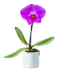 Blossoming plant of small orchid in flowerpot isolated on white