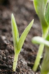 Seedlings development - seedlings in soil