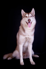 Siberian husky on the black background