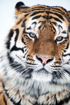 Siberian Tiger Close Up