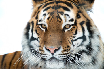 Fototapeta na wymiar Tygrys syberyjski Zamknąć