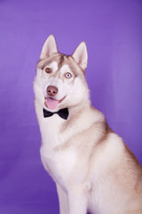 Siberian Husky on the lilac background