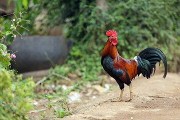 troopical cock