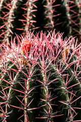 Close up of globe shaped cactus with long thorns