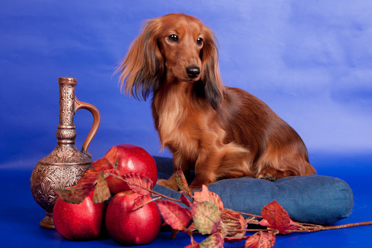 Long haired dachshund sitting with decoration on blue background