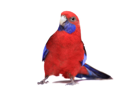Fototapeta Crimson Rosella (Platycercus elegans) on white background.