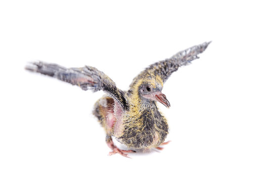 Baby pigeon isolated on white background (12 days)