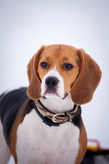 Beagle dog in winter
