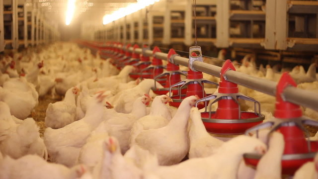 Chicken Farm, poultry production