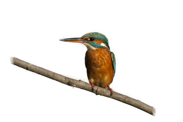 Female Kingfisher isolated on white Background