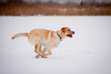 Yellow labrador retriever sitting on a snowy path in the winter