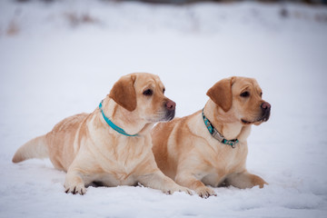 Labrador retriever-mother and her puppy