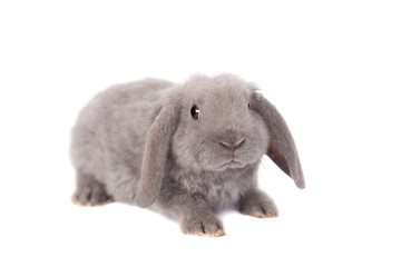 Grey lop-eared rabbit rex breed isolated on white