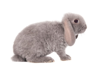 Naklejka premium Grey lop-eared rabbit rex breed isolated on white
