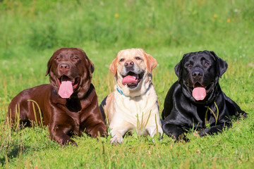 Three Labrador Retriever dogs - obrazy, fototapety, plakaty