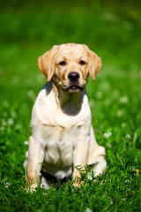 Labrador retriever puppy