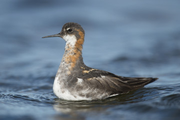 Red-necked Phalarope