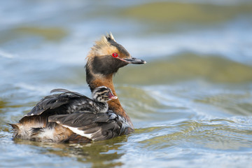 Horned grebe