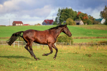 Fototapeta premium Brown horses running to the green meadow