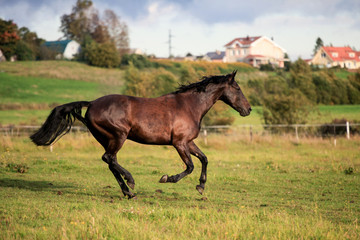 Fototapeta premium Brown horses running to the green meadow