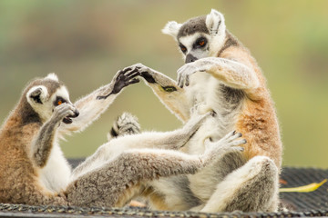 The Lemur (Lemuriformes) playing each other © kajornyot