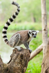 Naklejka na ściany i meble Portret Lemur (Lemuriformes) na drzewie