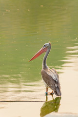 The Spot-billed pelican bird is standing on the pond