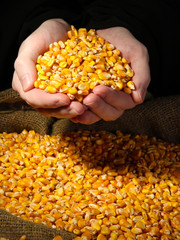 man hands with grain, on yellow corn background