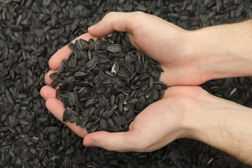 man hands with grain, on sunflower seeds background