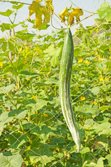 snake gourd in the gardens