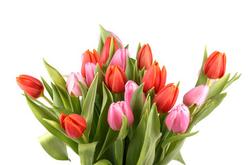 fresh spring tulips