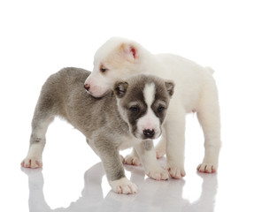 two puppies dog. Isolated on a white