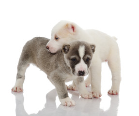 Obraz premium two puppies dog. Isolated on a white