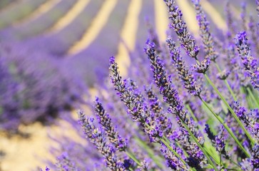 Lavendel - lavender 134