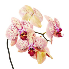 tiger orchid isolated on white background